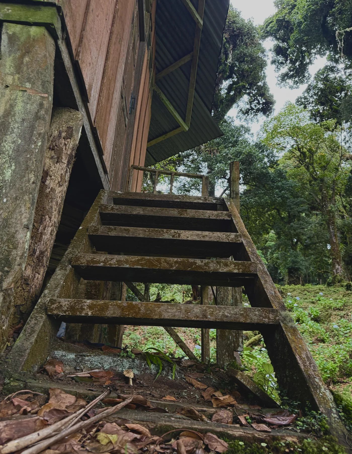 Weathered wooden stair stringers and treads under a raised structure